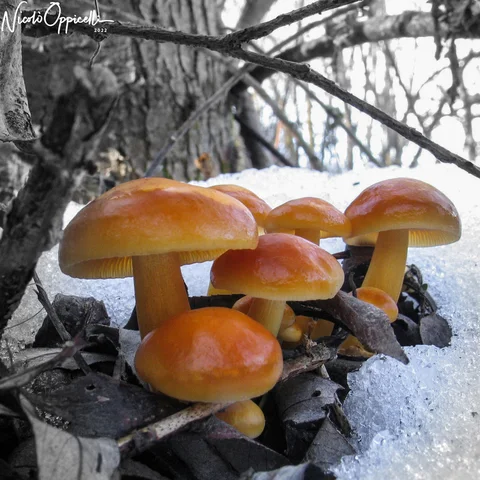Un gruppo di funghi arancioni dal cappello lucido cresce vicino alla neve e a un tronco.