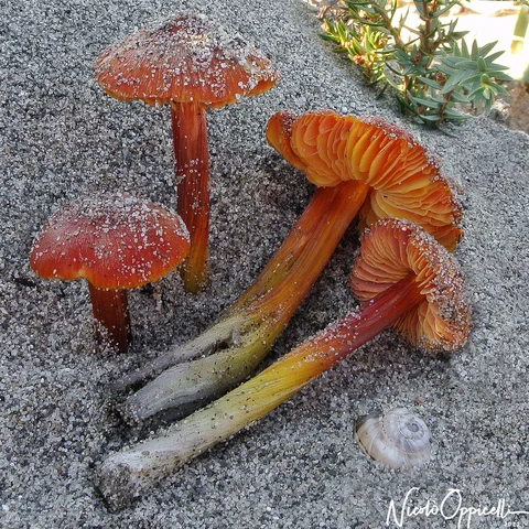 Funghi arancioni e gialli sulla sabbia, alcuni rovesciati con le lamelle visibili.