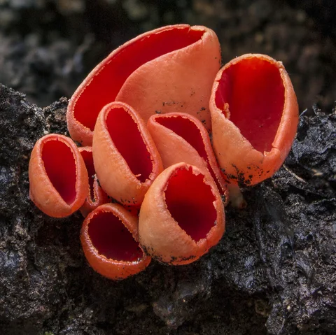 Funghi a coppa rosso vivo su legno scuro.