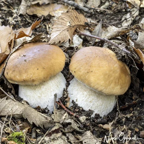 Due funghi dal cappello ocra e dal gambo chiaro tra foglie secche e rametti.
