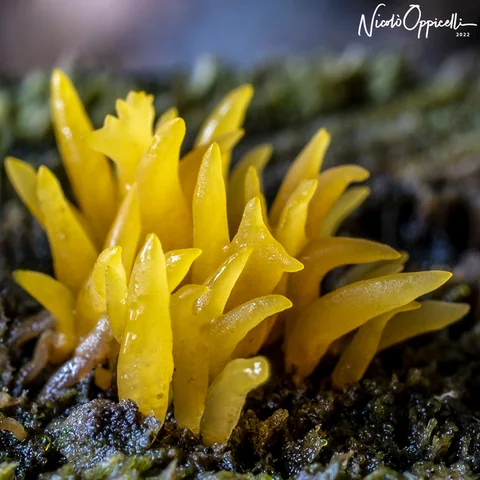 Piccoli funghi gialli allungati crescono su un supporto scuro accanto al muschio.