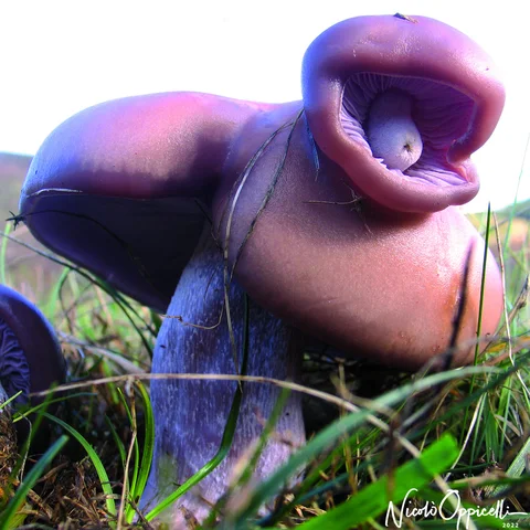 Funghi viola dalle forme irregolari, con lamelle visibili, tra fili d’erba.