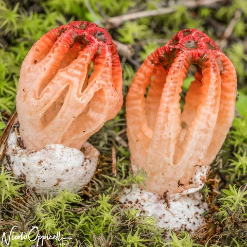 Due funghi arancioni e rossi fra il muschio.