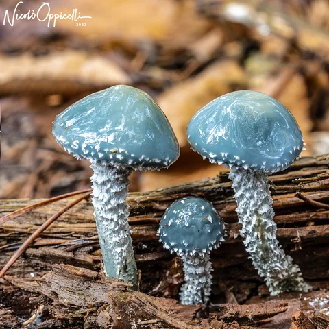 Tre funghi dal cappello azzurro fra legno e foglie.