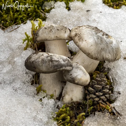 Funghi chiari con cappelli grigiastri emergono dalla neve accanto al muschio e a una pigna.