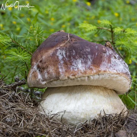 Primo piano di un fungo dal cappello bruno e dal gambo chiaro.