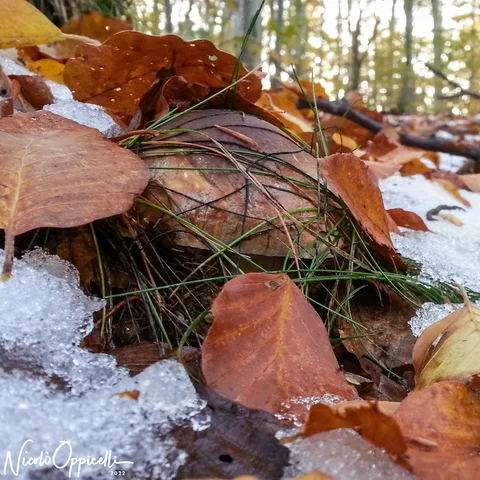 Un fungo bruno quasi nascosto da foglie e aghi, accanto a residui di neve.