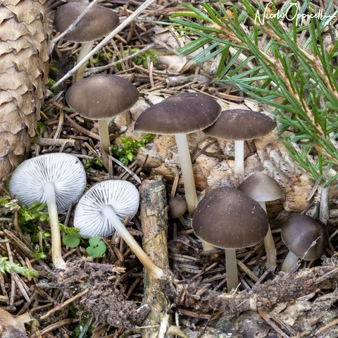 Piccoli funghi bruni tra aghi e pigne, con due esemplari rovesciati che mostrano le lamelle chiare.