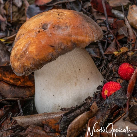 Un fungo dal cappello arancio bruno e dal gambo chiaro, tra foglie e piccoli frutti rossi.