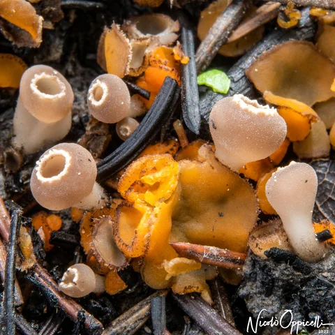 Piccoli funghi a coppa beige e arancioni tra rametti e terreno scuro.