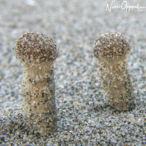 Due piccoli funghi beige ricoperti di granelli emergono dalla sabbia.