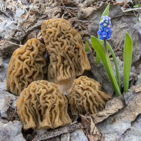 Un gruppo di funghi con cappelli bruni profondamente ripiegati, tra foglie secche e piccoli fiori blu.