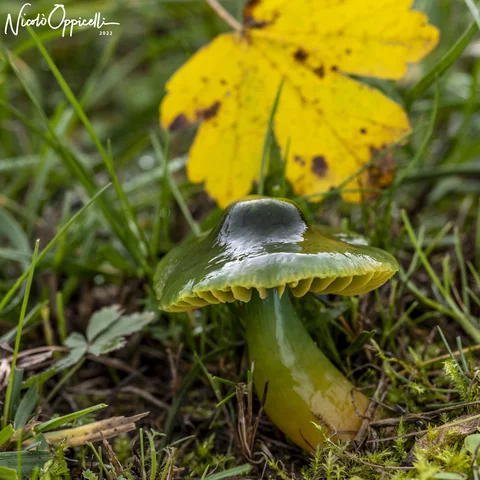Un fungo verde con cappello lucido tra erba e foglie gialle.
