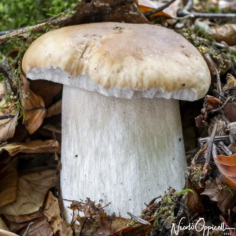 Un fungo dal grande gambo bianco e dal cappello beige cresce tra foglie, muschio e rametti.