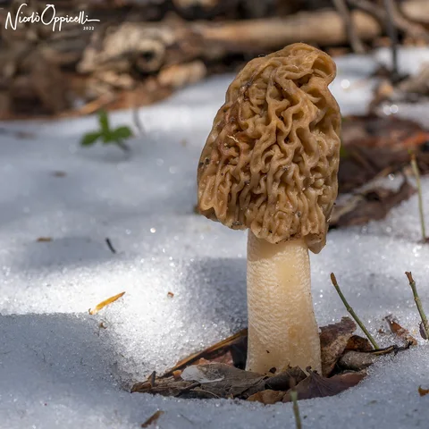 Un fungo dal cappello bruno rugoso e dal gambo chiaro spunta dalla neve.