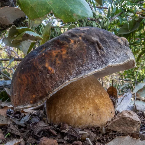 Un fungo dal cappello bruno scuro e dal gambo robusto tra foglie e rami nel sottobosco.