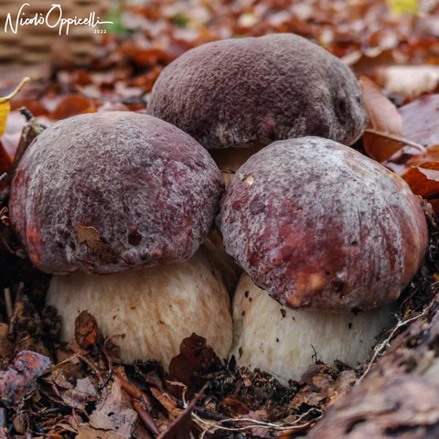 Tre funghi dal cappello bruno rossiccio, ravvicinati tra le foglie secche.